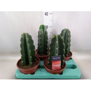 Cereus   ...