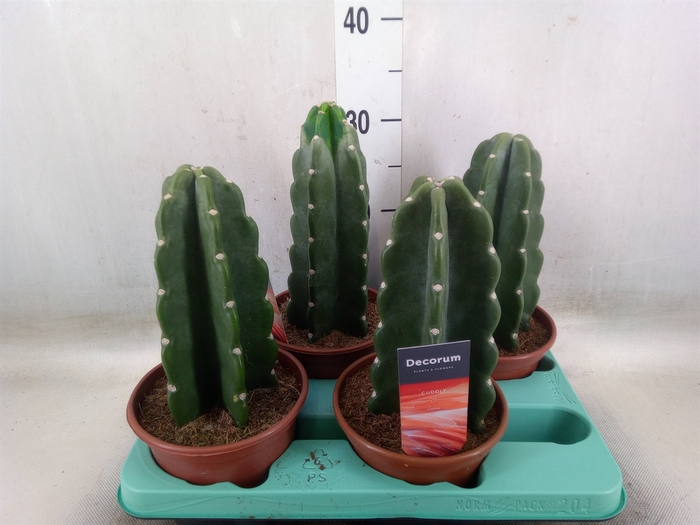 <h4>Cereus   ...</h4>