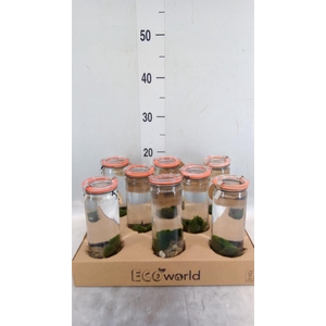 Arr.   Waterplanten H%