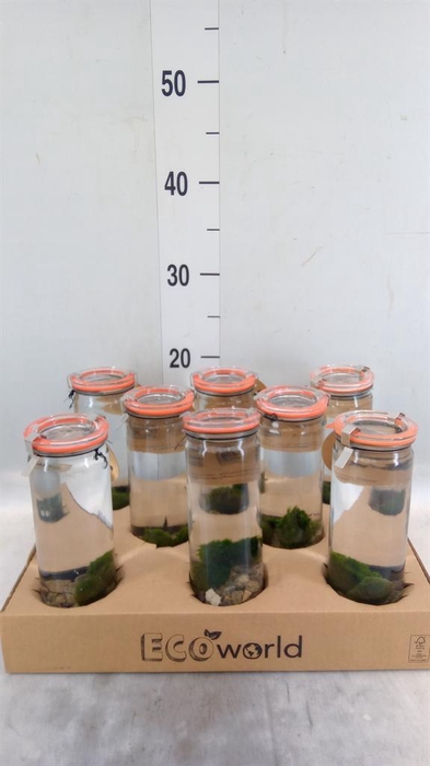 <h4>Arr.   Waterplanten H%</h4>