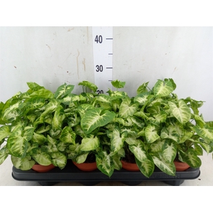 Syngonium  'Pixie'