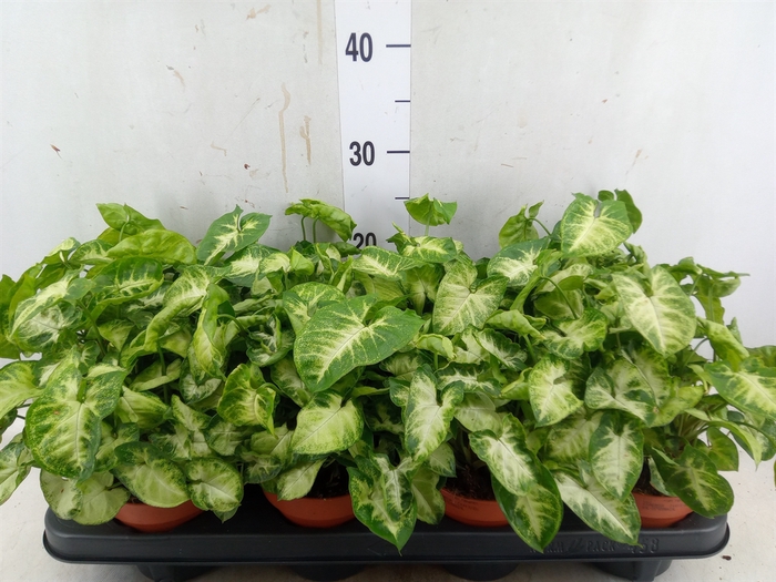 <h4>Syngonium  'Pixie'</h4>
