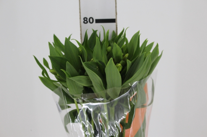 <h4>ALSTROEMERIA FLORIDA 080 CM</h4>