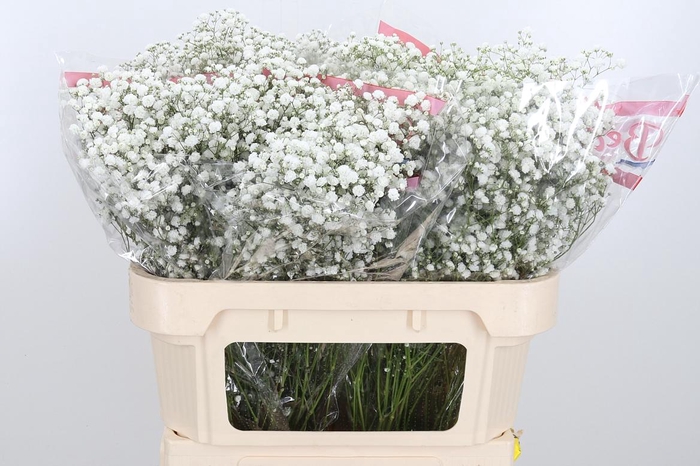 <h4>Gyps Pa Xlence</h4>