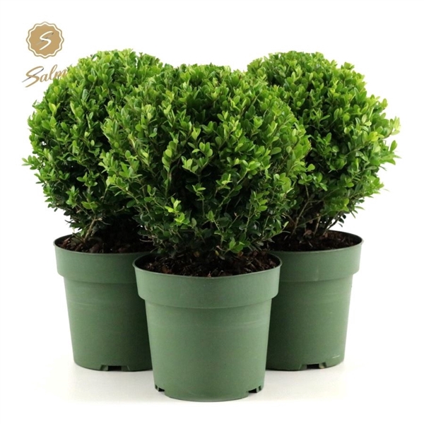 Ilex crenata 'Jenny'® Ball Ø20cm P17