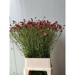 Sanguisorba O Arnhem