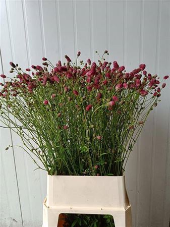 <h4>Sanguisorba O Arnhem</h4>