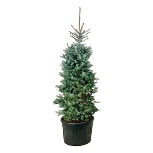 Picea pung. 'Edith'