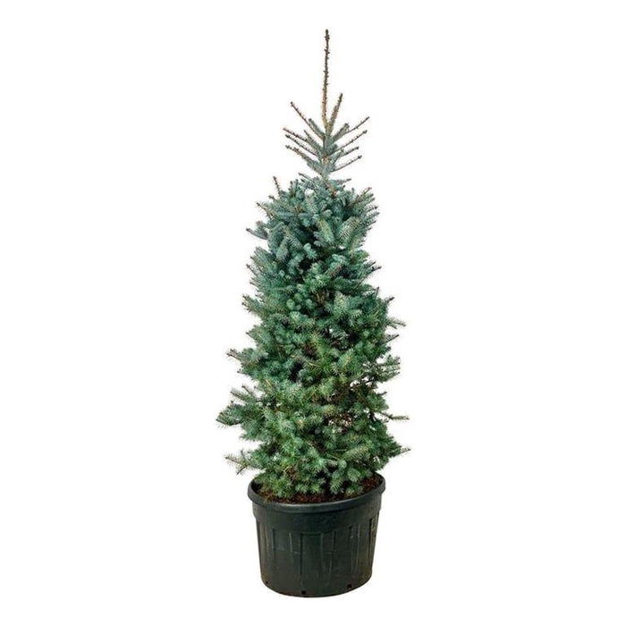 <h4>Picea pung. 'Edith'</h4>