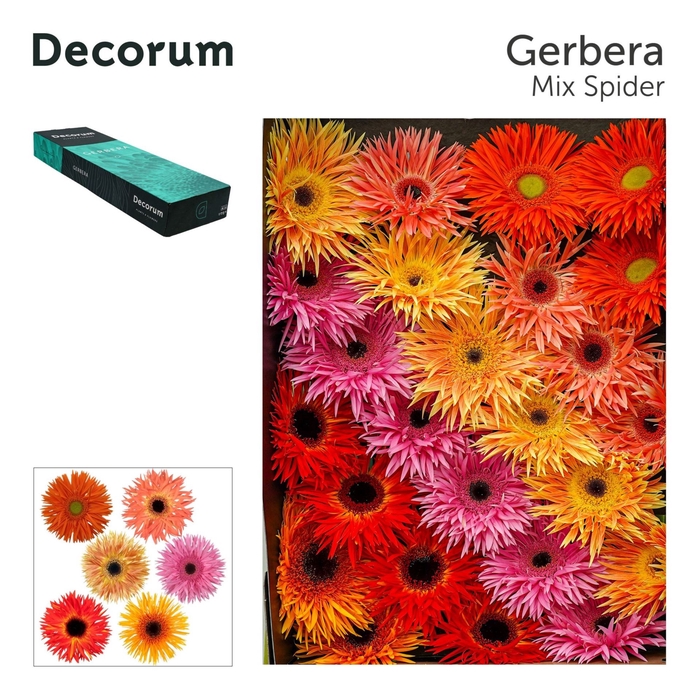 <h4>Gerbera GB Spider mix Decorum</h4>