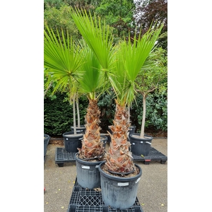 WASHINGTONIA