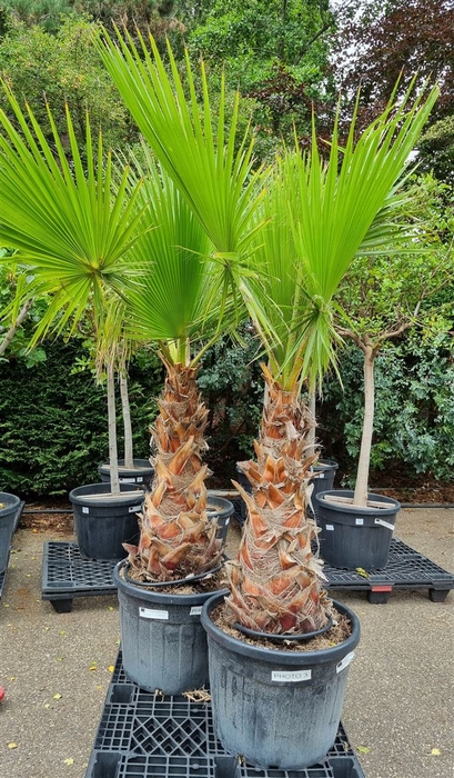 <h4>WASHINGTONIA</h4>