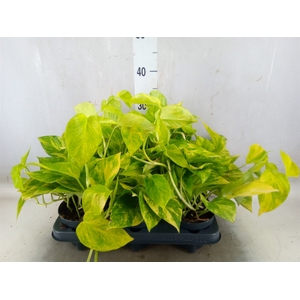 Epipremnum pinn. 'Hicolor'