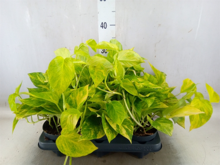 <h4>Epipremnum pinn. 'Hicolor'</h4>