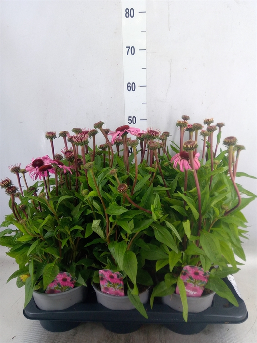 <h4>Echinacea purp. 'Mooodz Courage'</h4>
