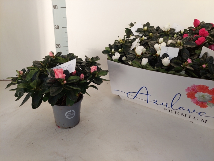 <h4>RHODO SI GEM 6 SRT</h4>