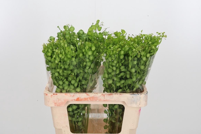 <h4>Lepidium Butterfly</h4>