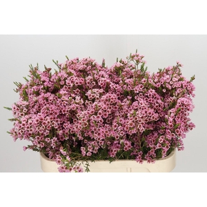 Chamelaucium Sarah's Delight