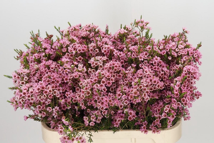 <h4>Chamelaucium Sarah's Delight</h4>