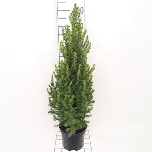 PICEA GL CONICA