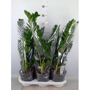 Zamioculcas zamiifolia