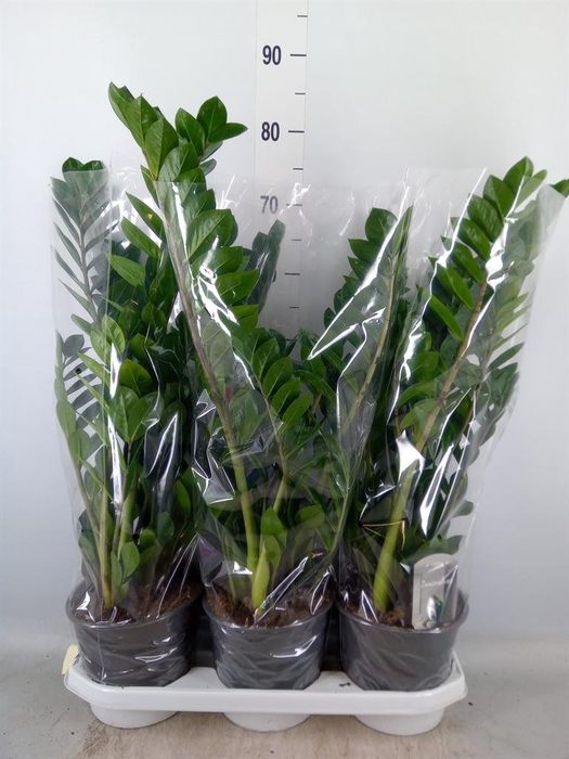 <h4>Zamioculcas zamiifolia</h4>