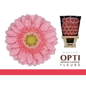 Germini Juna Diamond