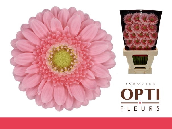 <h4>Germini Juna Diamond</h4>