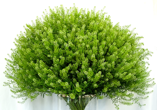 <h4>Greenery Lepidium Green 70cm EC</h4>