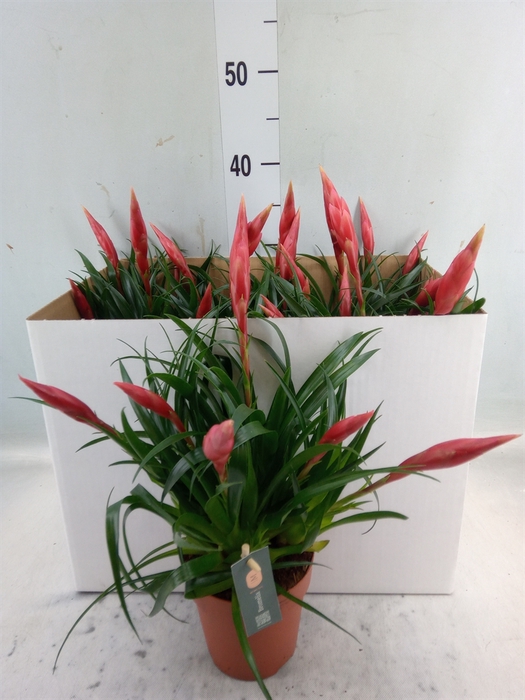 <h4>Vriesea  'Astrid'</h4>