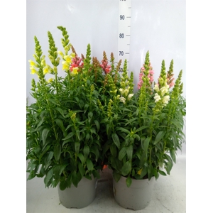 Antirrhinum majus   ...mix