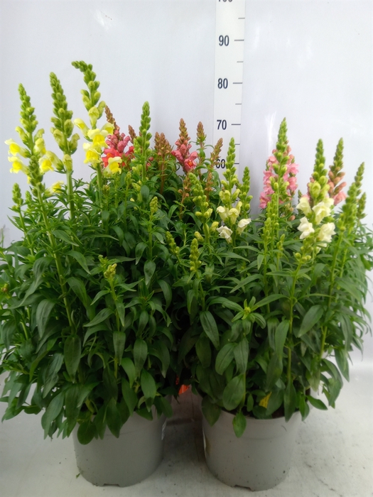 Antirrhinum majus   ...mix