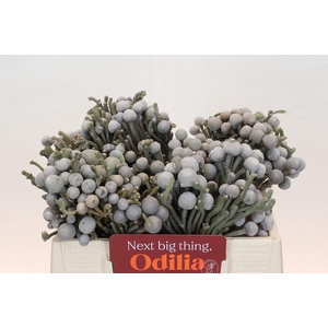 Kaaps Groen Silver Brunia