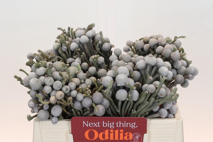 <h4>Kaaps Groen Silver Brunia</h4>