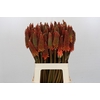 Kniphofia Alcazar
