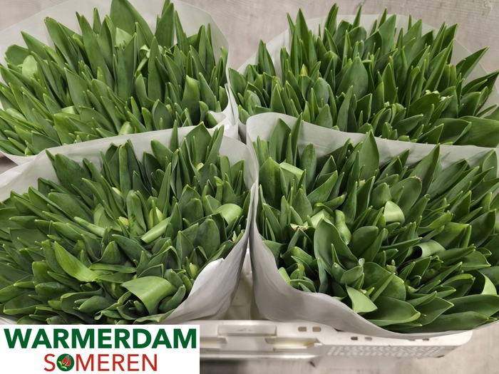 <h4>TU EN FIRST CLASS</h4>