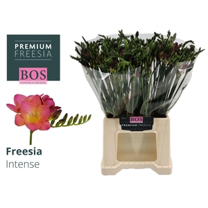 Freesia enk Intense