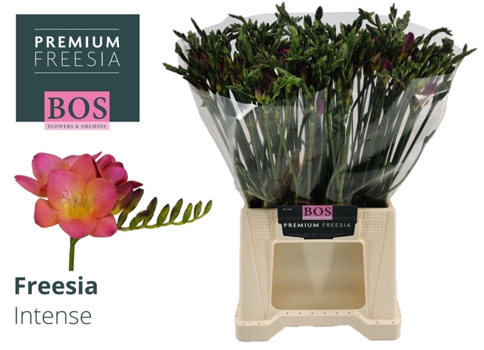 <h4>Freesia enk Intense</h4>
