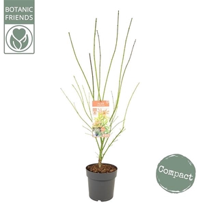 Acer palm. 'Jerre Schwartz'