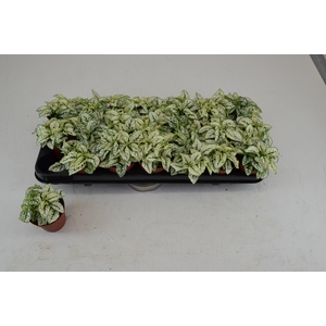 HYPOEST CONF C WHITE