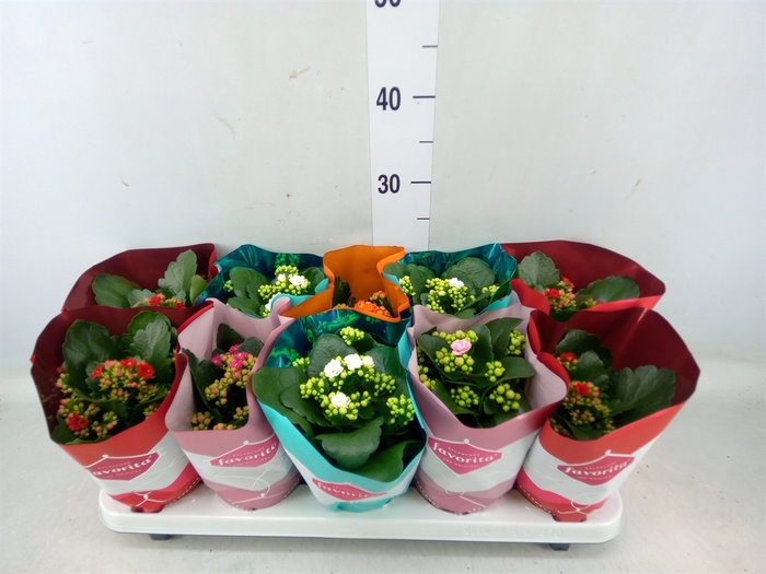 <h4>Kalanchoe blos. 'Perfecta'  ..mix 5</h4>