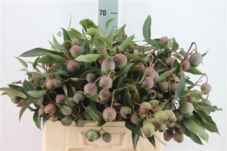 <h4>Euca Bell Fresh Gum</h4>