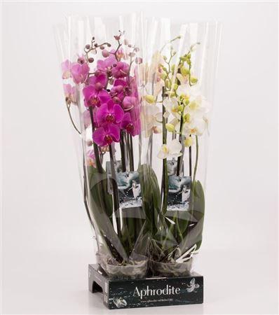 <h4>Phal Gemengd  4 Tak Goddess</h4>