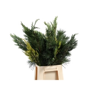 Leaf conifer mix