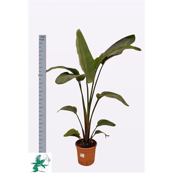 <h4>STRELITZIA ALBA 2 PER POT</h4>