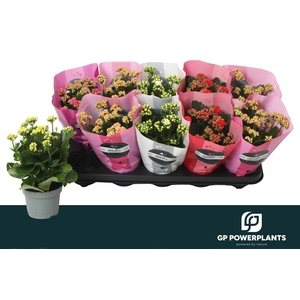 KAL GE PERF GEM 5 KL