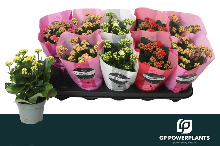 <h4>KAL GE PERF GEM 5 KL</h4>