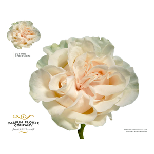 Rosa Garden Cotton Xpression