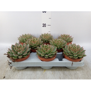 Echeveria   ...