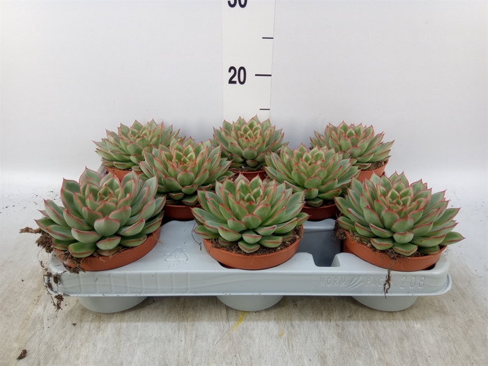<h4>Echeveria   ...</h4>